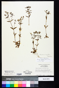 Houstonia longifolia image