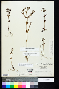 Houstonia longifolia image