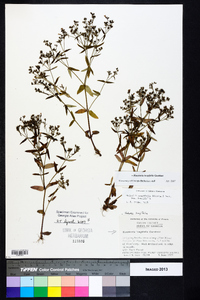 Houstonia longifolia image