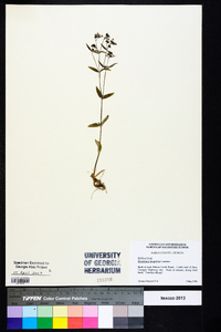 Houstonia longifolia image