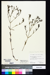 Houstonia longifolia image