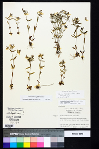 Houstonia longifolia image