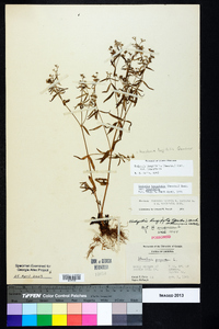 Houstonia longifolia image