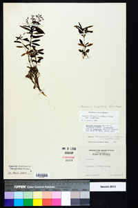 Houstonia longifolia image