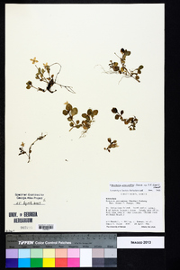 Houstonia procumbens image