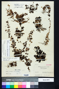 Houstonia procumbens image