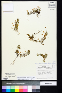 Houstonia procumbens image