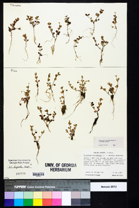 Houstonia procumbens image