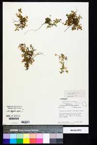 Houstonia procumbens image