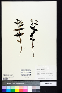 Houstonia purpurea image