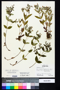 Houstonia purpurea image