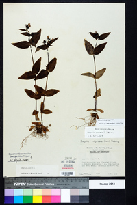 Houstonia purpurea image