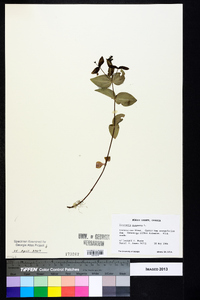 Houstonia purpurea image