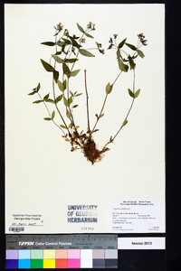 Houstonia purpurea image