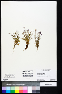 Houstonia pusilla image