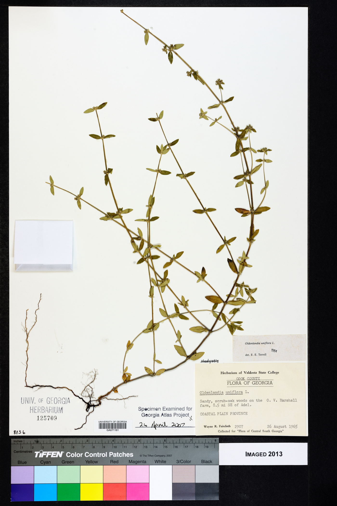 Oldenlandia uniflora image