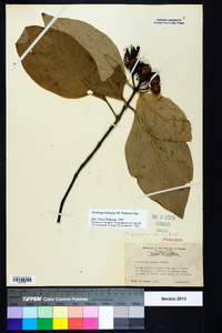 Pinckneya bracteata image