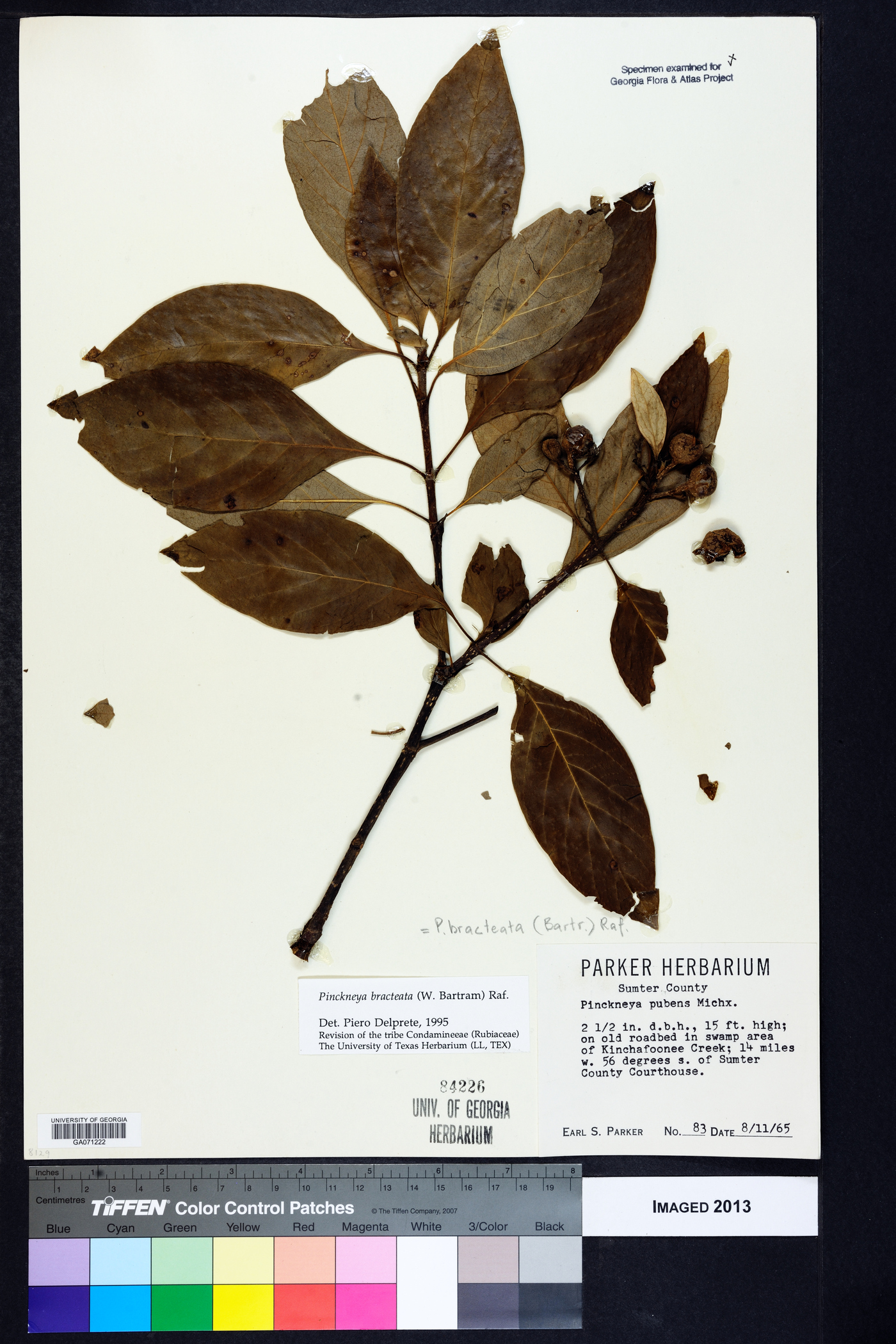 Pinckneya bracteata image