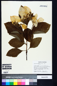 Pinckneya bracteata image