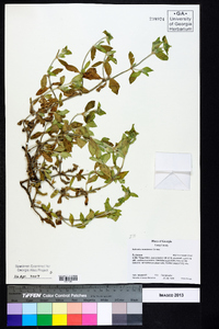 Richardia brasiliensis image