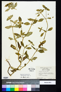 Richardia scabra image