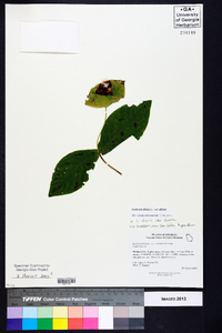 Lonicera dioica image