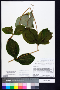 Lonicera dioica image