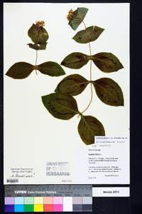 Lonicera dioica image