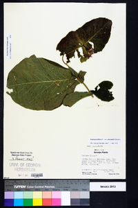 Lonicera dioica image