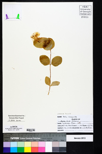 Lonicera flava image