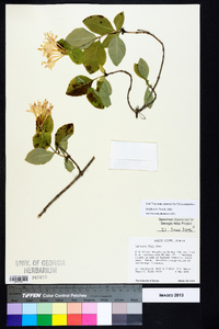 Lonicera flava image