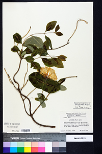 Lonicera flava image