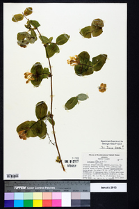 Lonicera flava image