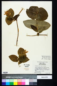 Lonicera flava image