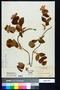 Lonicera flava image