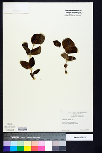 Lonicera flava image