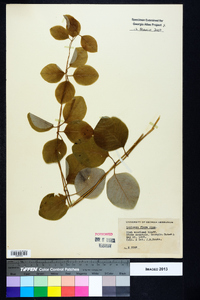 Lonicera flava image