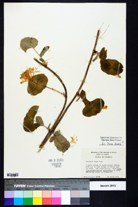 Lonicera flava image