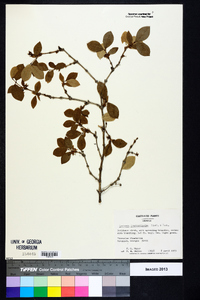 Lonicera fragrantissima image