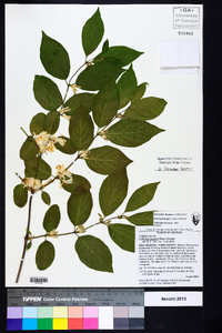 Lonicera maackii image