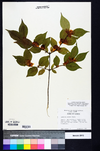 Lonicera maackii image