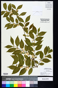 Lonicera maackii image