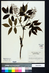 Sambucus racemosa subsp. racemosa image