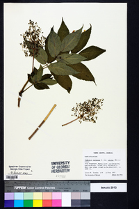 Sambucus racemosa subsp. racemosa image