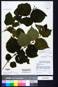 Viburnum dentatum var. deamii image