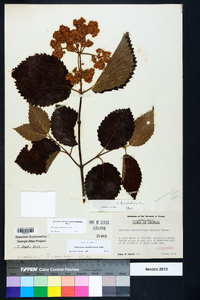 Viburnum dentatum var. deamii image