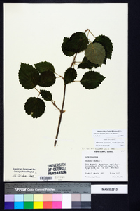 Viburnum dentatum var. dentatum image