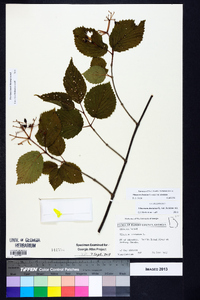 Viburnum dentatum var. dentatum image