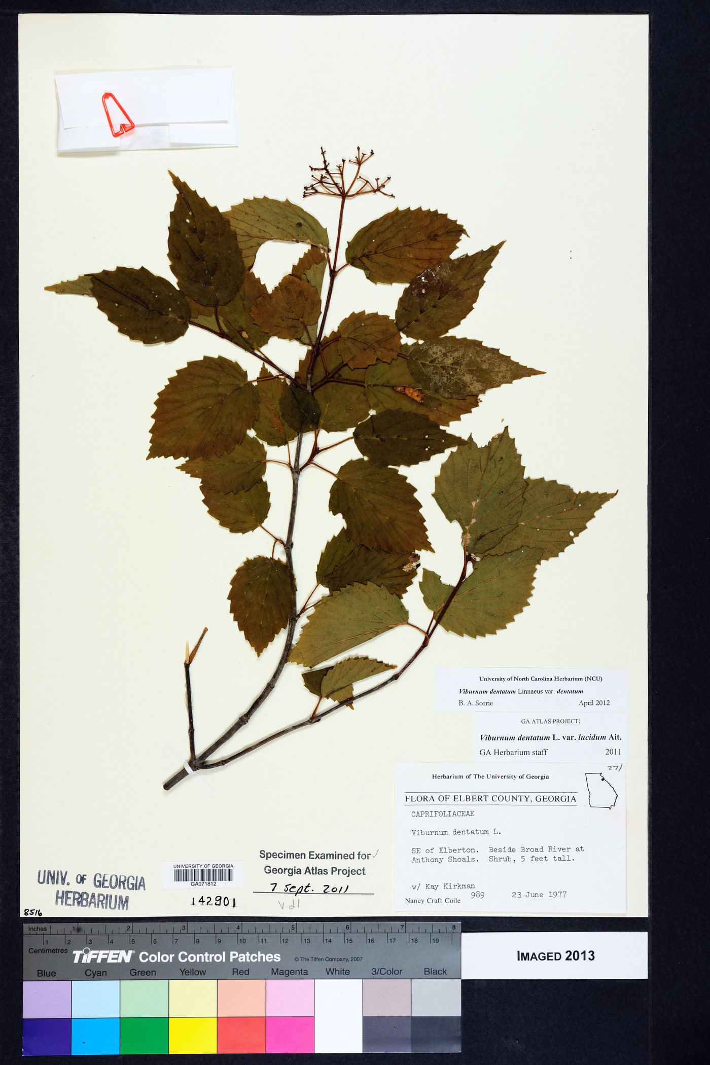 Viburnum dentatum var. dentatum image