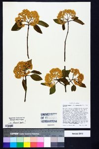 Viburnum cassinoides image